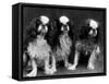 King Charles Spaniel-Thomas Fall-Framed Stretched Canvas