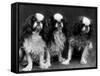 King Charles Spaniel-Thomas Fall-Framed Stretched Canvas