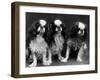 King Charles Spaniel-Thomas Fall-Framed Photographic Print