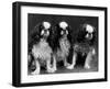 King Charles Spaniel-Thomas Fall-Framed Photographic Print