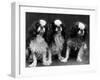 King Charles Spaniel-Thomas Fall-Framed Photographic Print