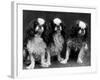 King Charles Spaniel-Thomas Fall-Framed Photographic Print