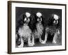 King Charles Spaniel-Thomas Fall-Framed Photographic Print