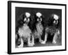 King Charles Spaniel-Thomas Fall-Framed Photographic Print