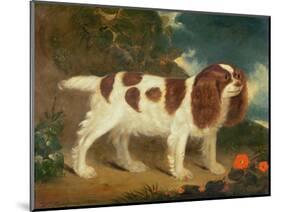 King Charles Spaniel-William Thompson-Mounted Premium Giclee Print