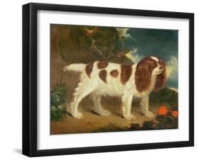 King Charles Spaniel-William Thompson-Framed Giclee Print