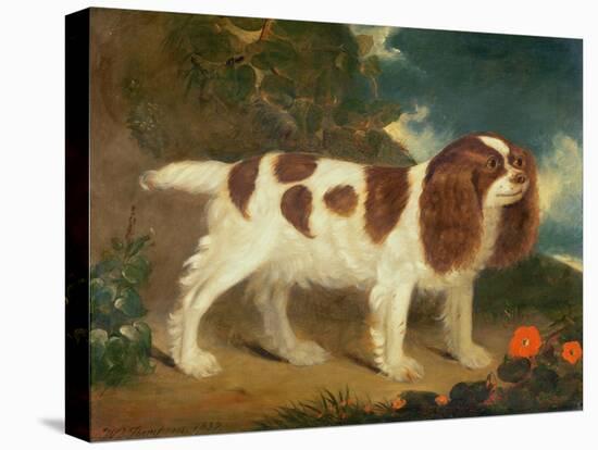 King Charles Spaniel-William Thompson-Stretched Canvas