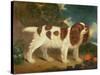 King Charles Spaniel-William Thompson-Stretched Canvas