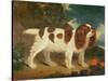 King Charles Spaniel-William Thompson-Stretched Canvas