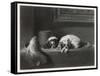 King Charles Spaniels the Cavalier Pets-J. Outrim-Framed Stretched Canvas