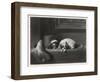 King Charles Spaniels the Cavalier Pets-J. Outrim-Framed Art Print