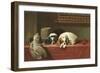 King Charles Spaniels-null-Framed Art Print
