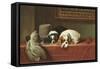 King Charles Spaniels-null-Framed Stretched Canvas