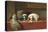 King Charles Spaniels-null-Stretched Canvas