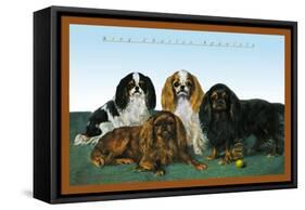 King Charles Spaniels-null-Framed Stretched Canvas