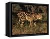 King Cheetah (Acinonyx Jubatus), De Wildt Game Park, South Africa-Tony Heald-Framed Stretched Canvas