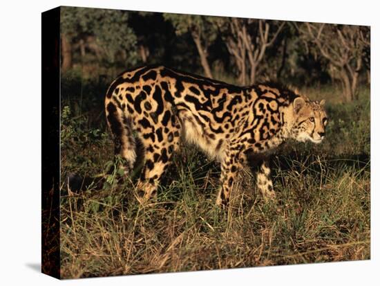 King Cheetah (Acinonyx Jubatus), De Wildt Game Park, South Africa-Tony Heald-Stretched Canvas