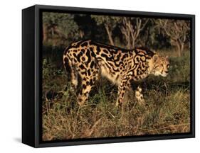 King Cheetah (Acinonyx Jubatus), De Wildt Game Park, South Africa-Tony Heald-Framed Stretched Canvas