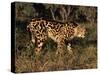 King Cheetah (Acinonyx Jubatus), De Wildt Game Park, South Africa-Tony Heald-Stretched Canvas