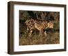 King Cheetah (Acinonyx Jubatus), De Wildt Game Park, South Africa-Tony Heald-Framed Premium Photographic Print