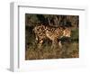 King Cheetah (Acinonyx Jubatus), De Wildt Game Park, South Africa-Tony Heald-Framed Premium Photographic Print