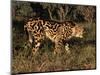 King Cheetah (Acinonyx Jubatus), De Wildt Game Park, South Africa-Tony Heald-Mounted Premium Photographic Print