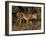 King Cheetah (Acinonyx Jubatus), De Wildt Game Park, South Africa-Tony Heald-Framed Photographic Print