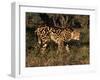 King Cheetah (Acinonyx Jubatus), De Wildt Game Park, South Africa-Tony Heald-Framed Photographic Print