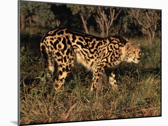 King Cheetah (Acinonyx Jubatus), De Wildt Game Park, South Africa-Tony Heald-Mounted Photographic Print