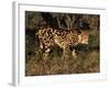 King Cheetah (Acinonyx Jubatus), De Wildt Game Park, South Africa-Tony Heald-Framed Photographic Print
