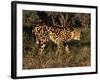 King Cheetah (Acinonyx Jubatus), De Wildt Game Park, South Africa-Tony Heald-Framed Photographic Print