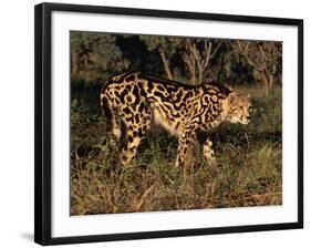 King Cheetah (Acinonyx Jubatus), De Wildt Game Park, South Africa-Tony Heald-Framed Photographic Print