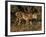 King Cheetah (Acinonyx Jubatus), De Wildt Game Park, South Africa-Tony Heald-Framed Photographic Print