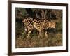 King Cheetah (Acinonyx Jubatus), De Wildt Game Park, South Africa-Tony Heald-Framed Photographic Print