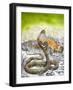 King Cobra Meets His Match, from 'Nature's Kingdom'-Susan Cartwright-Framed Giclee Print