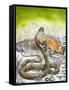 King Cobra Meets His Match, from 'Nature's Kingdom'-Susan Cartwright-Framed Stretched Canvas