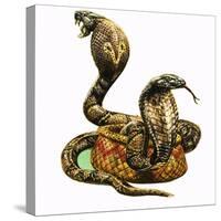 King Cobras-George R. Radcliffe-Stretched Canvas