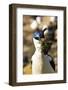 King Cormorant (Imperial Cormorant) (Phalacrocorax Atriceps) with Nest Materials-Eleanor Scriven-Framed Photographic Print