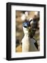 King Cormorant (Imperial Cormorant) (Phalacrocorax Atriceps) with Nest Materials-Eleanor Scriven-Framed Photographic Print