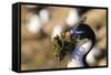 King Cormorant (Imperial Cormorant) (Phalacrocorax Atriceps) with Nesting Material-Eleanor-Framed Stretched Canvas