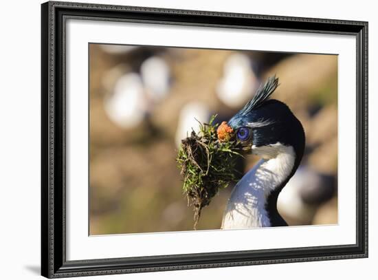 King Cormorant (Imperial Cormorant) (Phalacrocorax Atriceps) with Nesting Material-Eleanor-Framed Photographic Print