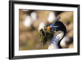 King Cormorant (Imperial Cormorant) (Phalacrocorax Atriceps) with Nesting Material-Eleanor-Framed Photographic Print