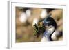 King Cormorant (Imperial Cormorant) (Phalacrocorax Atriceps) with Nesting Material-Eleanor-Framed Photographic Print