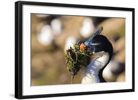 King Cormorant (Imperial Cormorant) (Phalacrocorax Atriceps) with Nesting Material-Eleanor-Framed Photographic Print