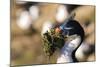 King Cormorant (Imperial Cormorant) (Phalacrocorax Atriceps) with Nesting Material-Eleanor-Mounted Photographic Print