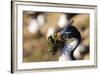 King Cormorant (Imperial Cormorant) (Phalacrocorax Atriceps) with Nesting Material-Eleanor-Framed Photographic Print