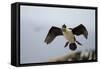 King Cormorant-Joe McDonald-Framed Stretched Canvas