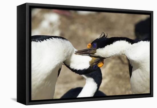 King Cormorant-Joe McDonald-Framed Stretched Canvas