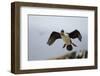 King Cormorant-Joe McDonald-Framed Photographic Print