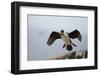 King Cormorant-Joe McDonald-Framed Photographic Print